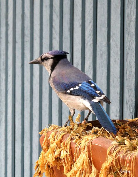 blue jay ch IMG_5799