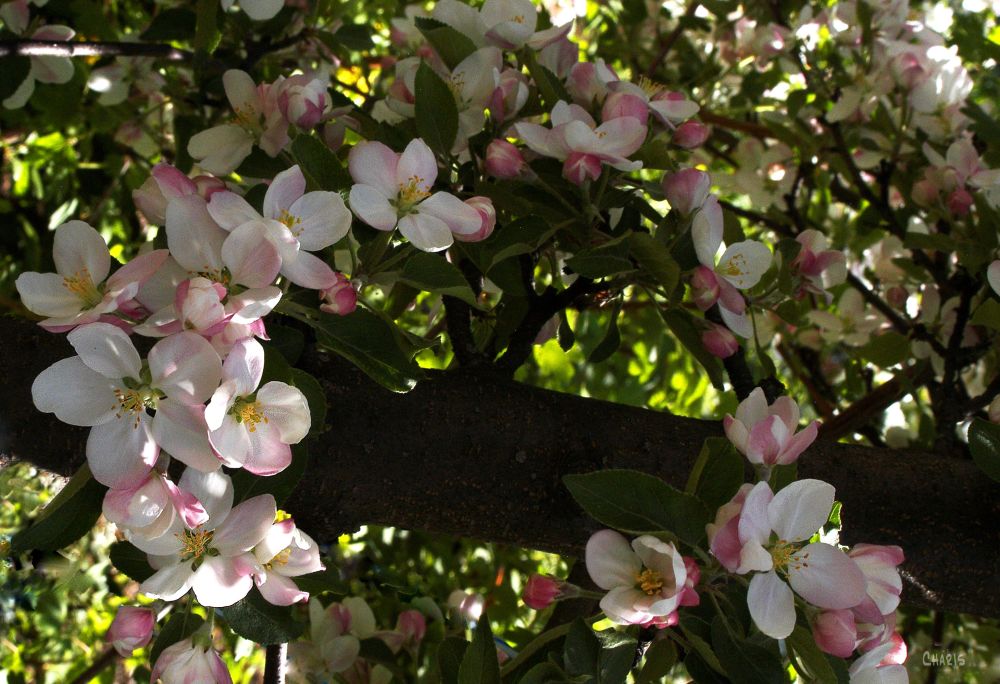 apple blossom ring ch