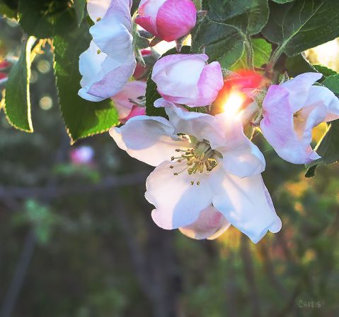 apple blossom sun beam charis
