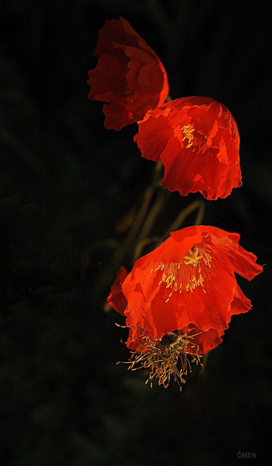 Poppies in the Back Alley