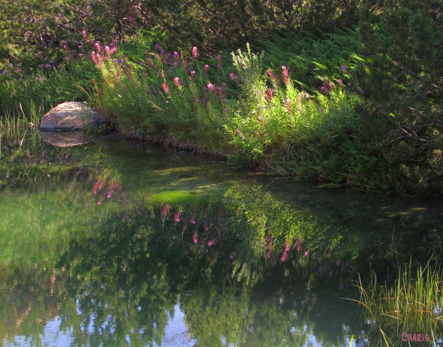 fireweed reflection