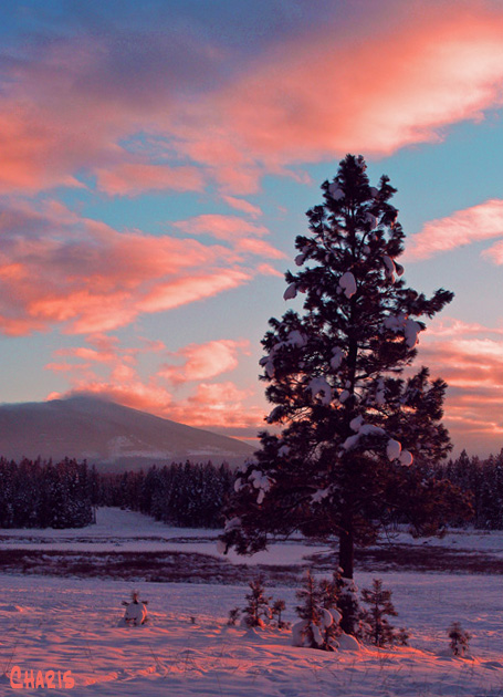 Delight yourself in the Lord