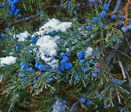 snowy juniper