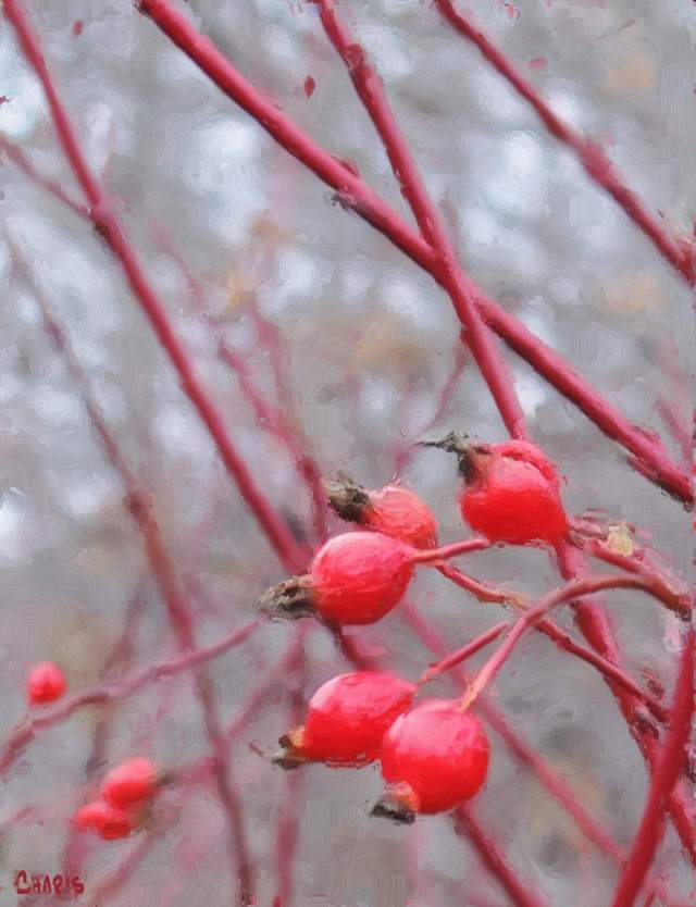 rose hips impasto