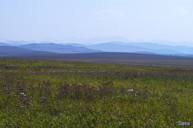 22x faded blue hills pasture ex-bees DSC_0198