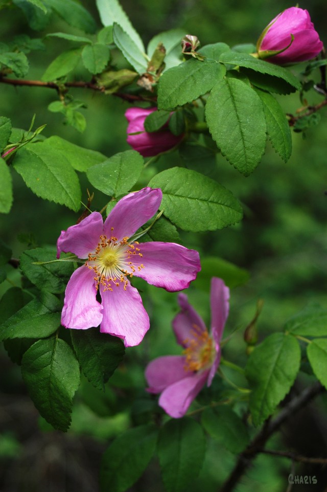 Wild Rose