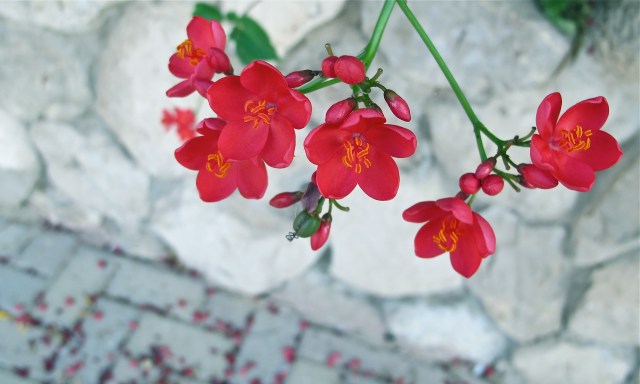 Flowers by the Dead Sea