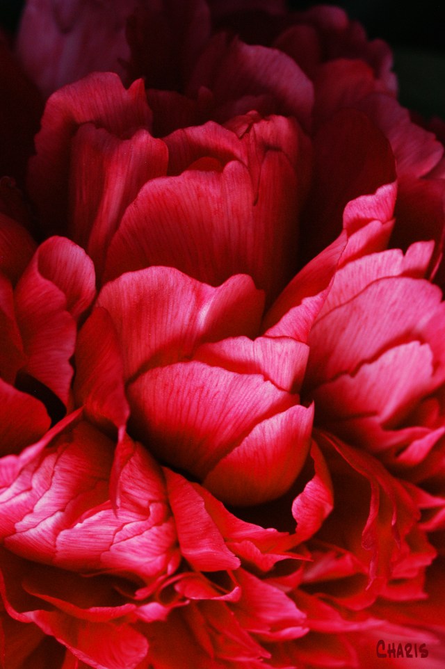 Red Peony