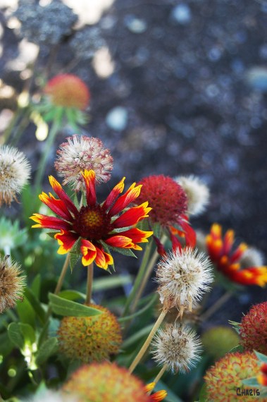 strawflower 3DSC_0201