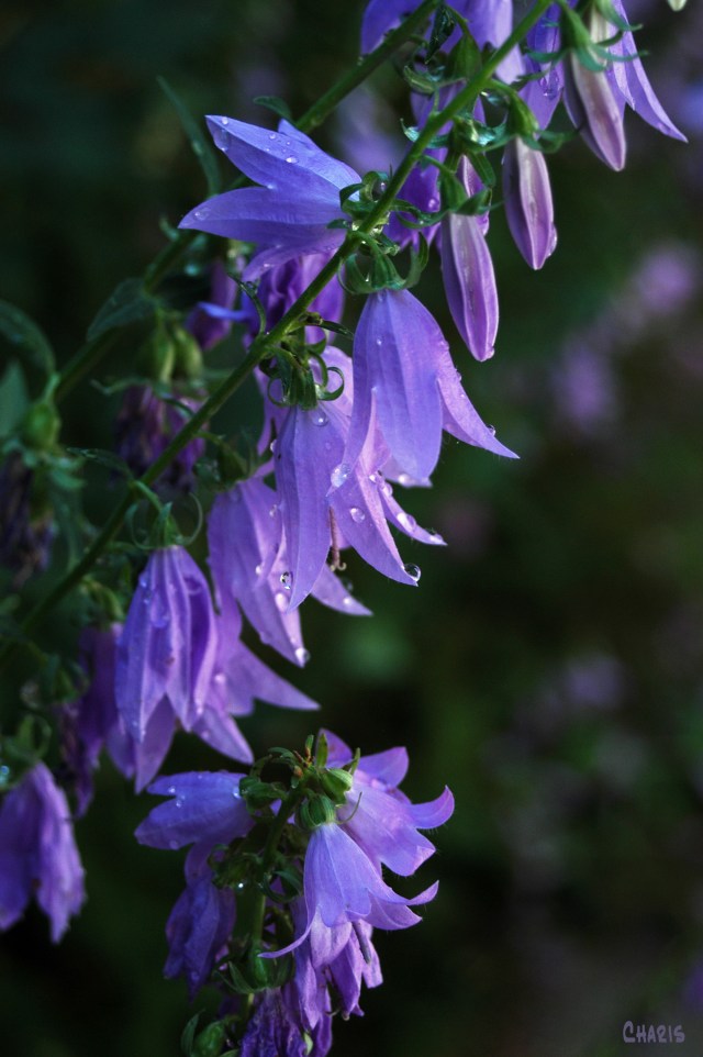 Campanula
