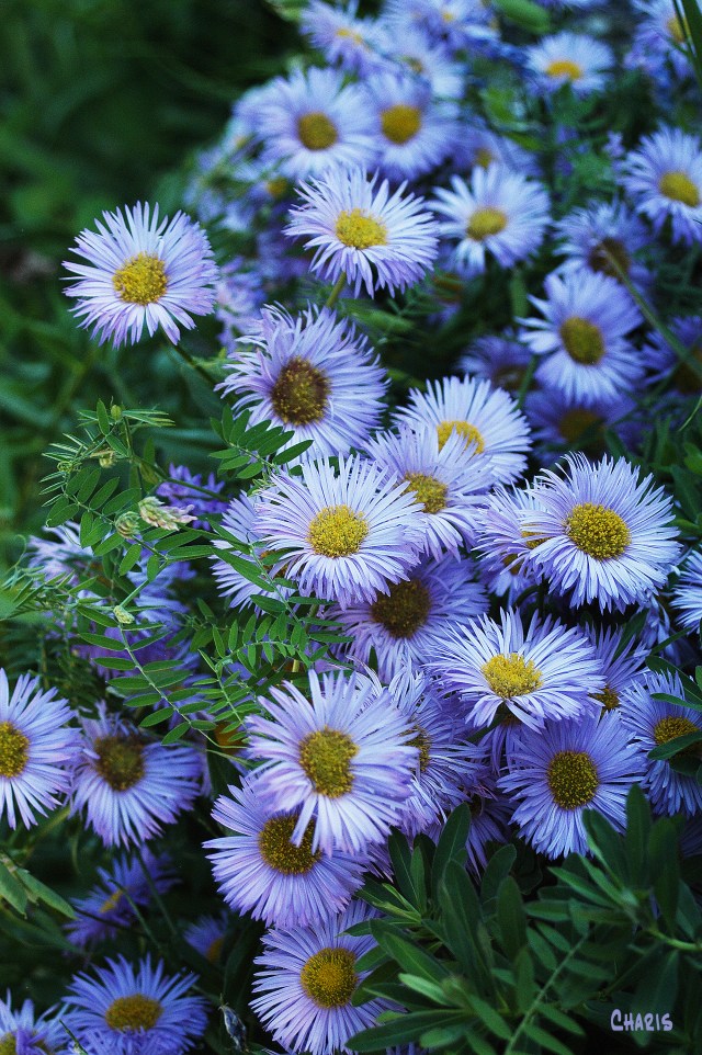 Aster