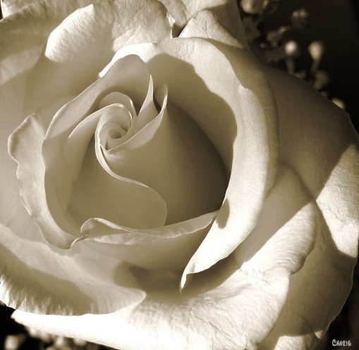 IMG_0216 sepia rose 2