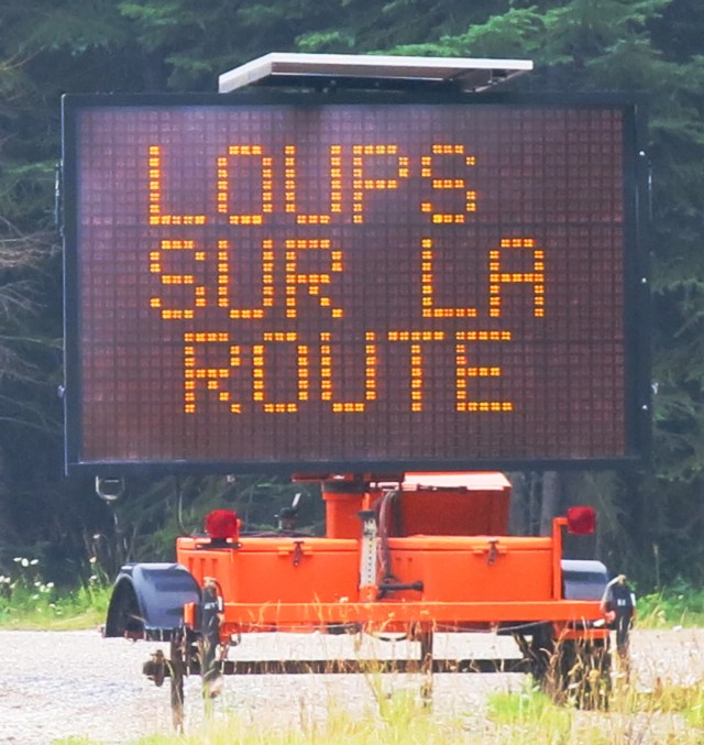 Loups sur la route