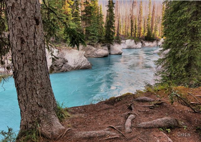 forest fire creek IMG_0906