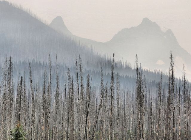 forest fire IMG_0647