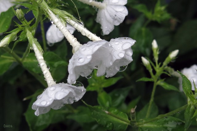 IMG_1851 rain phlox