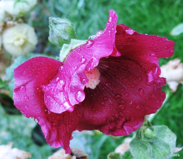 IMG_1854 rain hollyhock ch