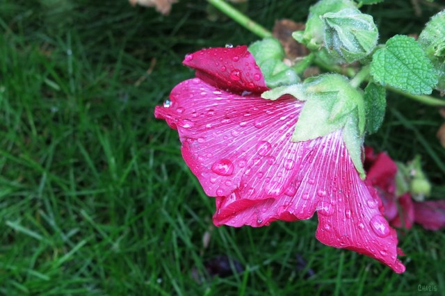 IMG_1858 rain holly hock