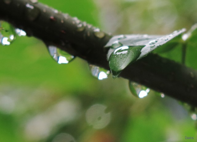 IMG_1867 raindrop ch
