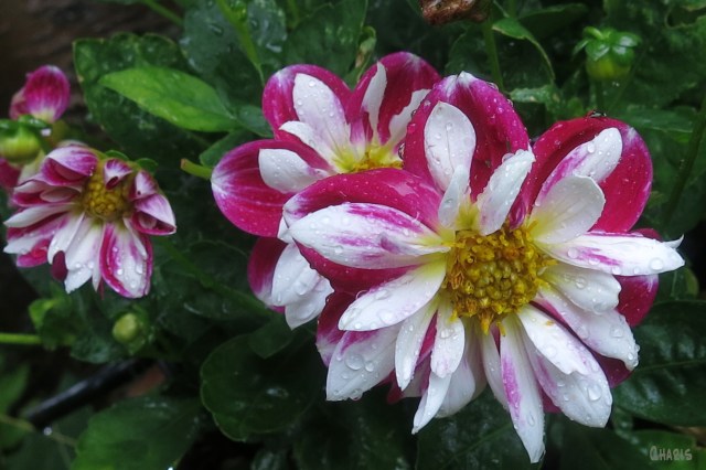 IMG_1869 rain red white dahlia