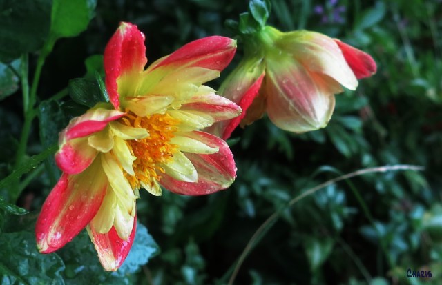 IMG_1871 rain red yellow dahlia