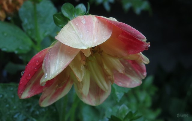 IMG_1875 rain sad dahlia