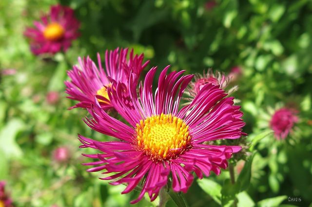 IMG_3130 diagonal asters