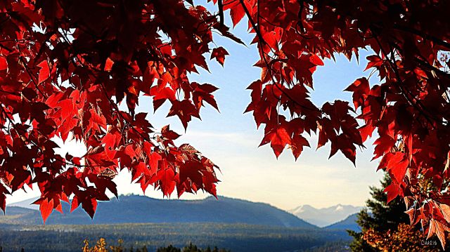 IMG_3914 maple leaves valley