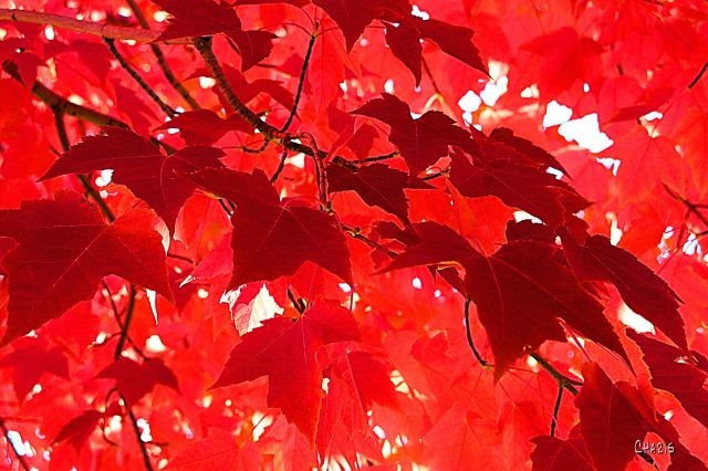 IMG_3934 maple red red red