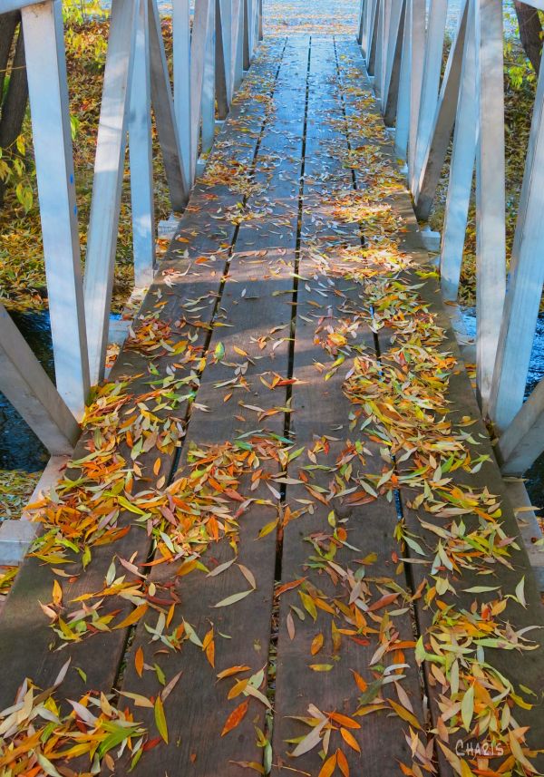 IMG_5459 foot bridge leaves