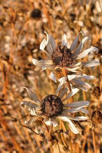 IMG_5835 winter flower 2