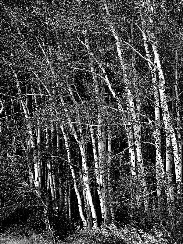 wasa aspen vertical IMG_2827