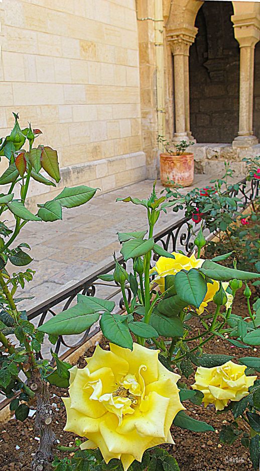 IMG_0823 bethlehem 12