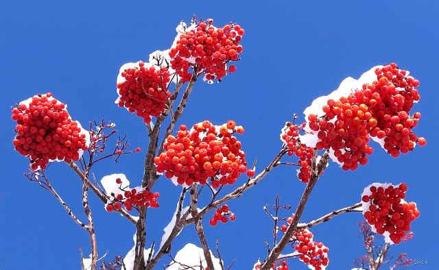 IMG_5912 mountain ash berries