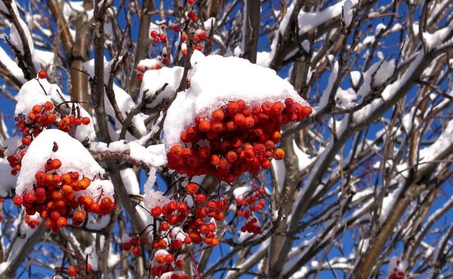 IMG_5914 mountain ash 3