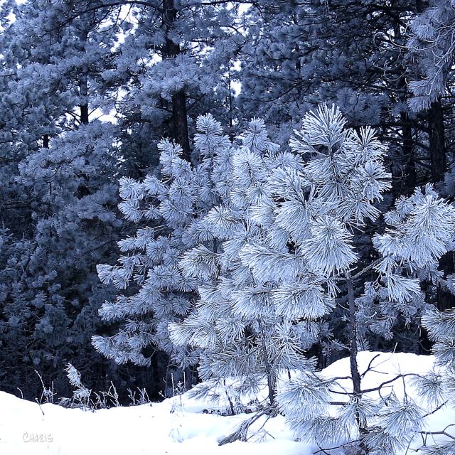  blue pine frost IMG_6754