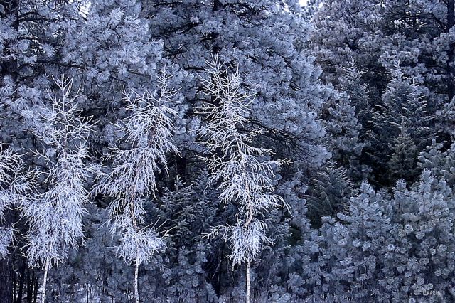 cem pine frost IMG_6721