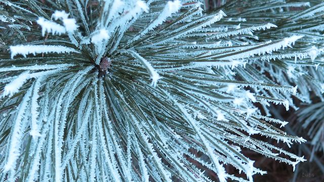 cem pine needles IMG_6749