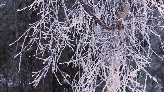 cme birch frost IMG_6735