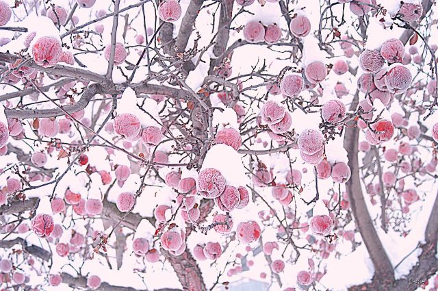 DSC_0122 snow apples