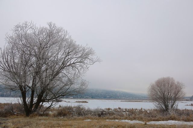 Elizabeth Lake 2 trees IMG_6834
