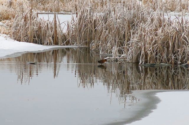 Elizabeth Lake bird IMG_6877