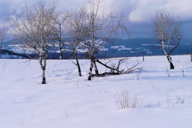 aspen tracks DSC_0250