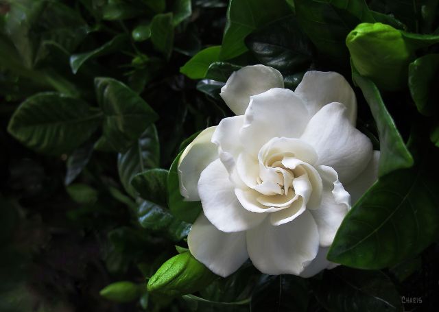 gardenia