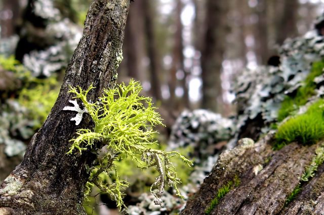 IMG_7396 moss