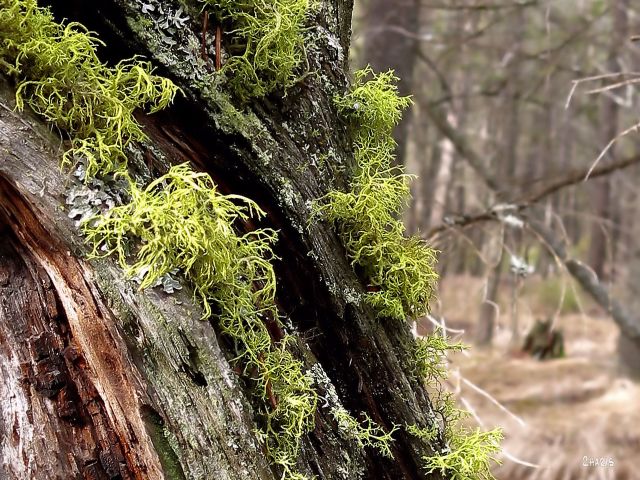 IMG_7402 moss