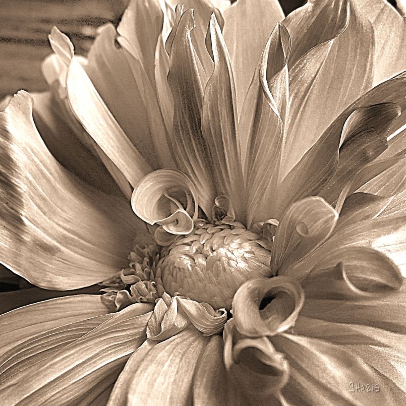 dahlia sepia IMG_2645