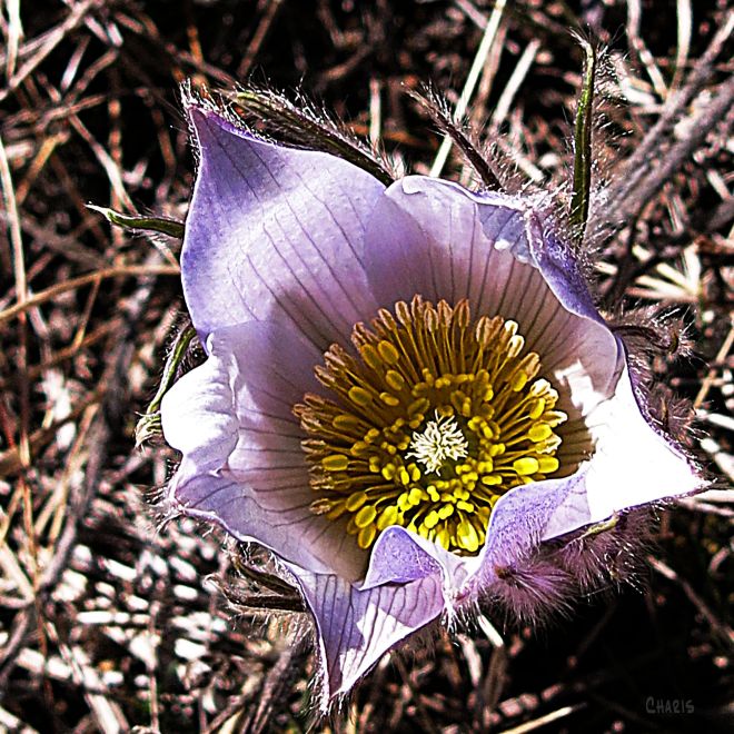 IMG_7854 first crocus 2