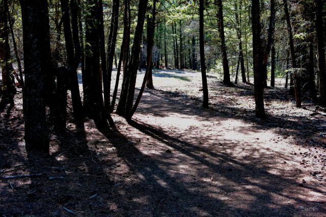 IMG_7869 woods shadows