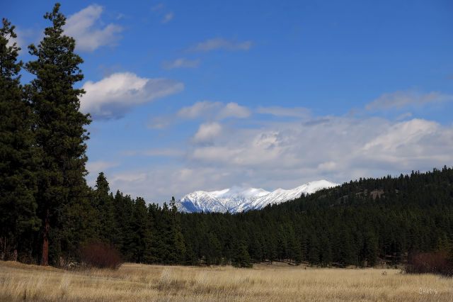 IMG_7890 teepee mtn woods 2